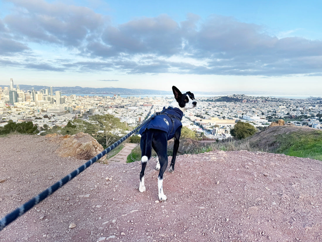 The October Good Citizen Challenge: Pick Up That Dog Poop