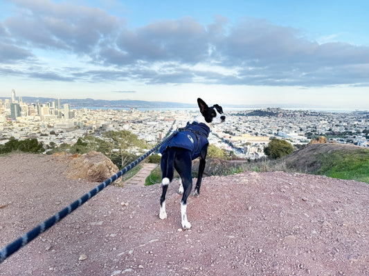 The October Good Citizen Challenge: Pick Up That Dog Poop